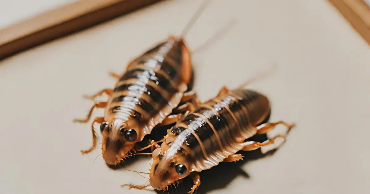 Dubia roaches