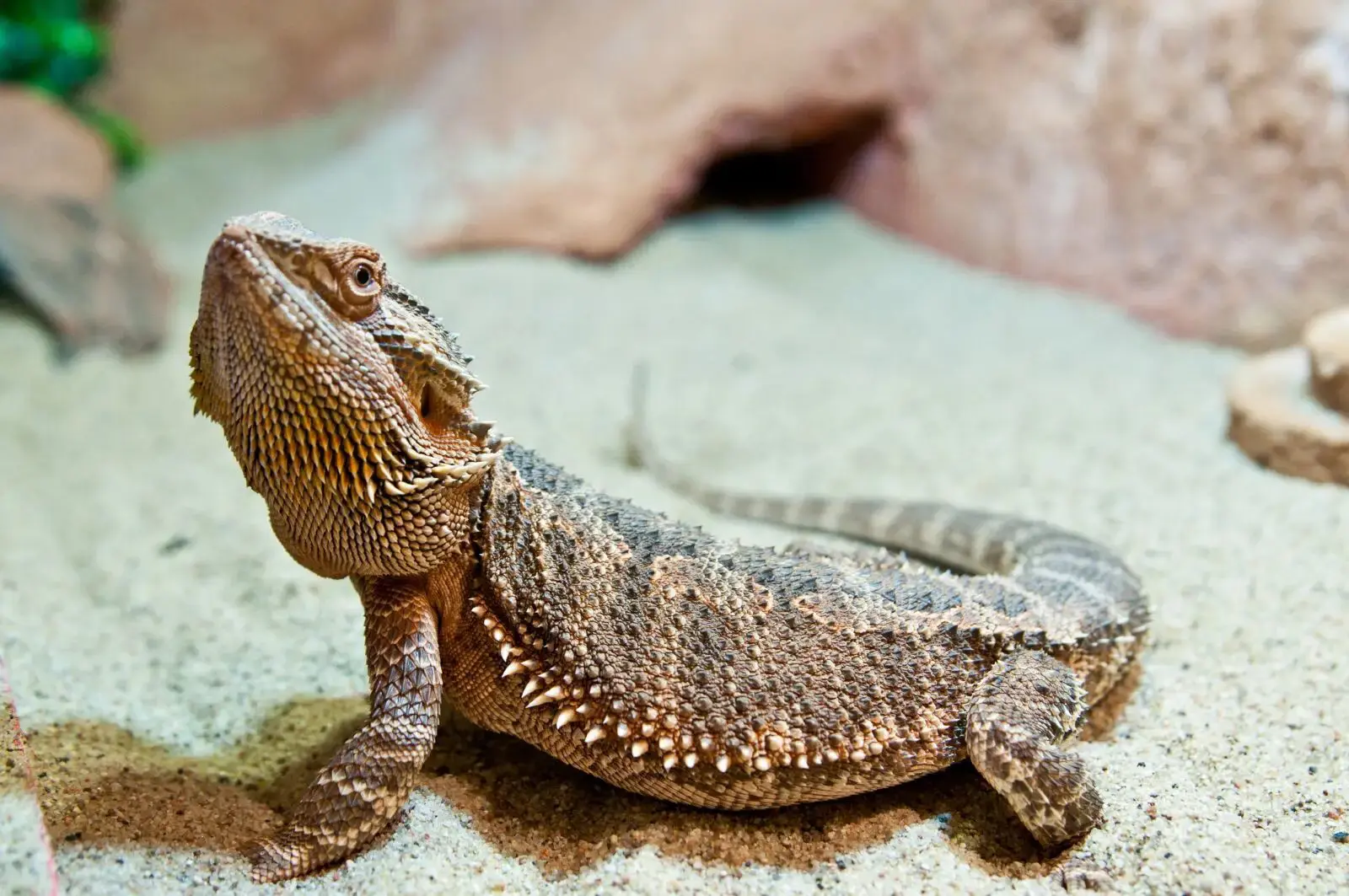 Bearded dragon walking on sand