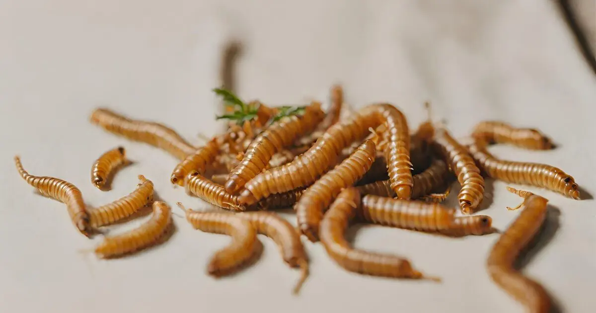 Mealworms