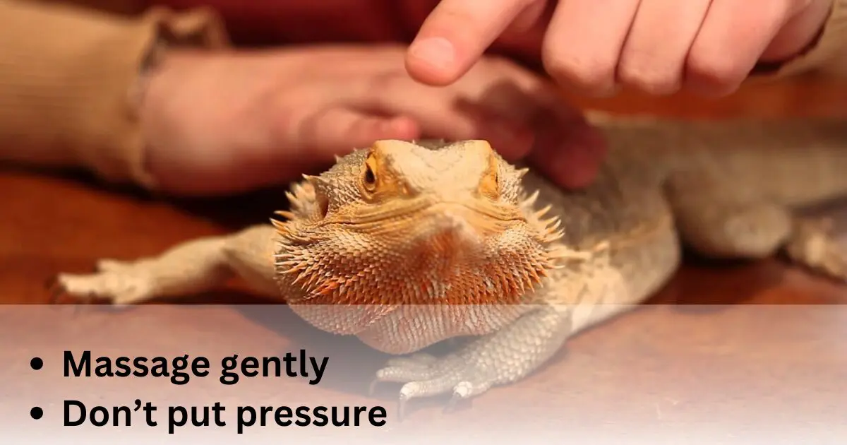 Massaging bearded dragon with hands gently 