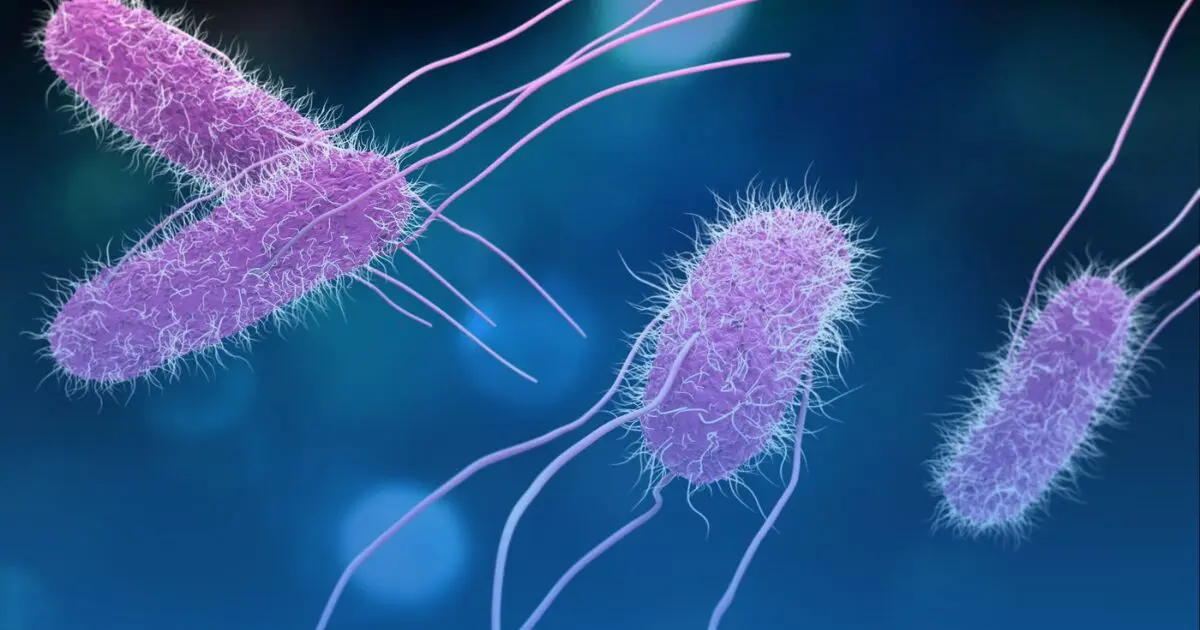 Salmonella bacteria