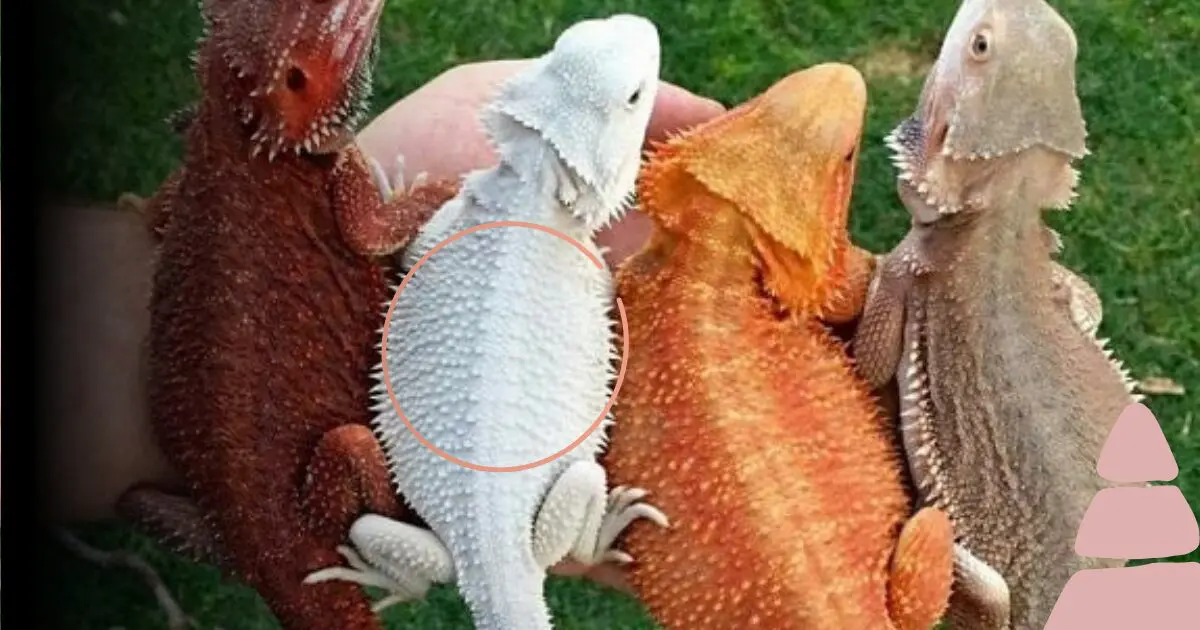 Different color of bearded dragons: red, white, brown, and tangerine