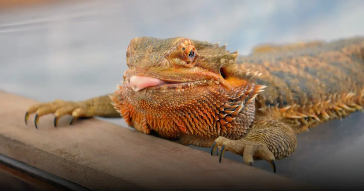 Close-up photo of a bearded dragon lizard with its bright orange tongue sticking out.