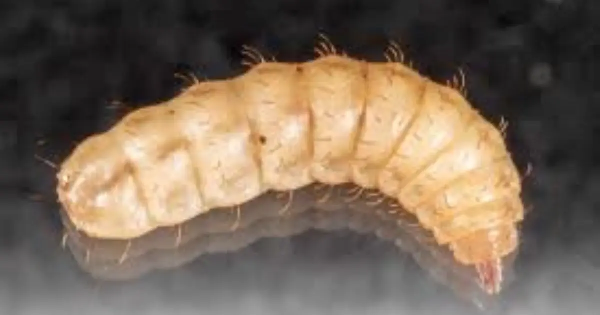 Black Soldier Fly Larvae