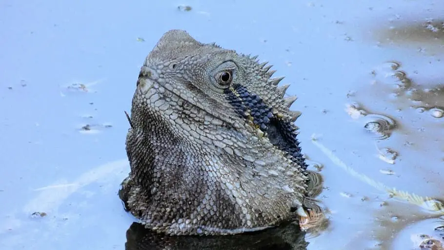 Bearded dragon in water