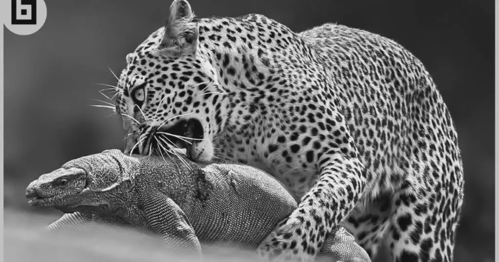 monitor lizard and leopard