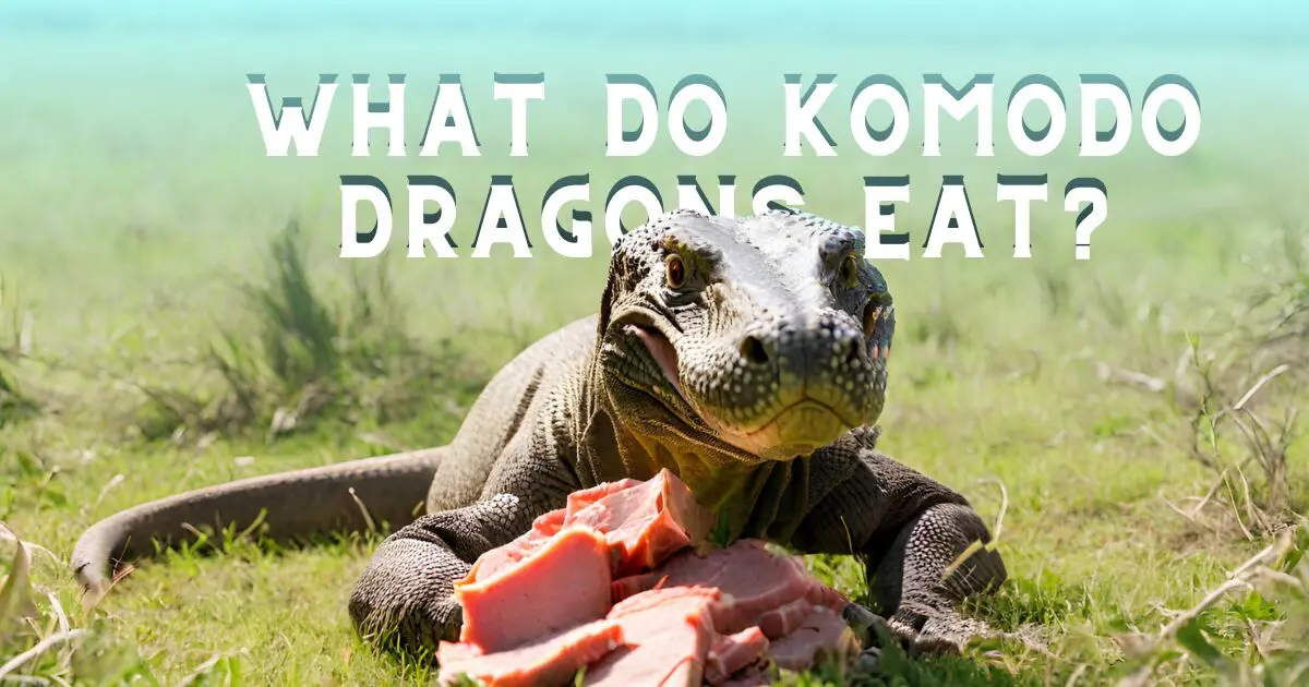 Komodo dragon eating meat in grassy field