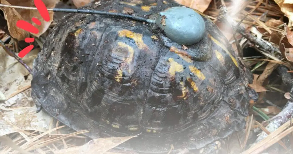 Box turtle brumation in winter