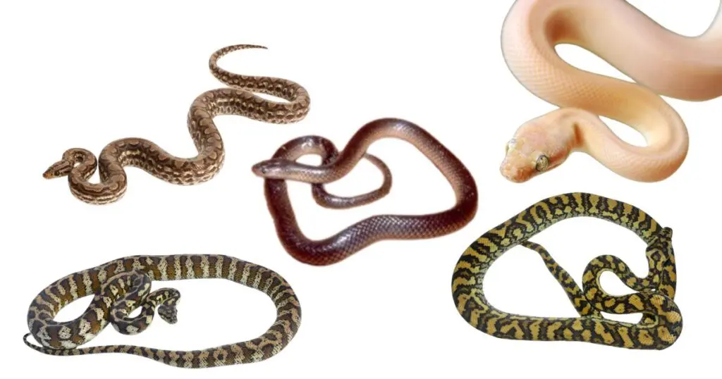 Different types of carpet pythons size