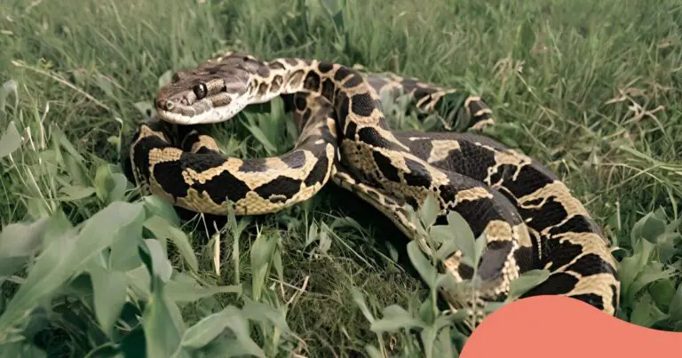 How big does a carpet python get