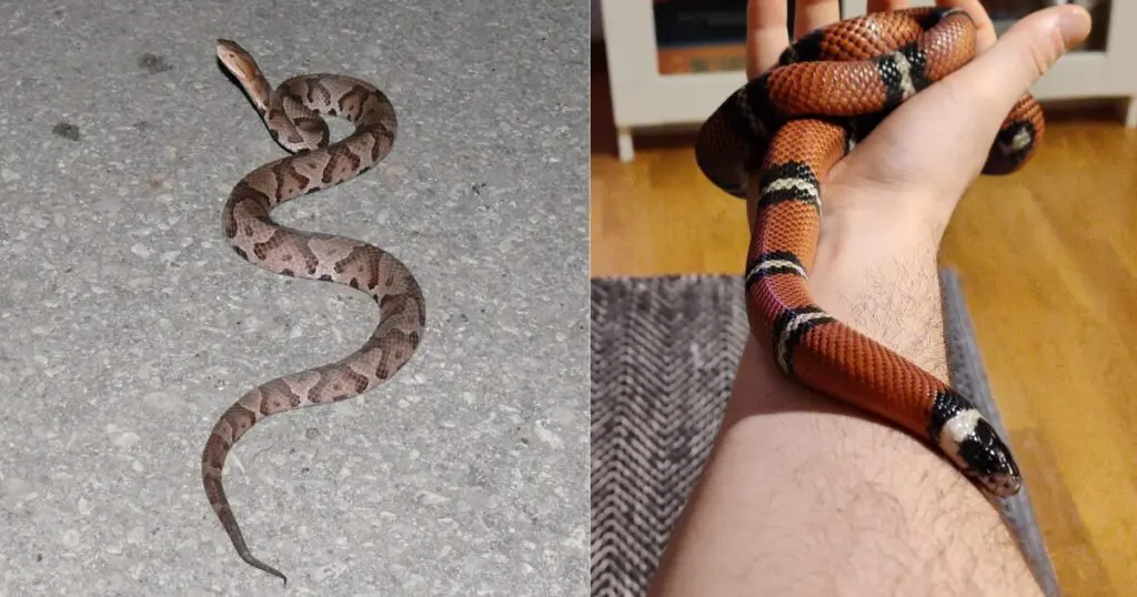 Milk Snake vs Copperhead