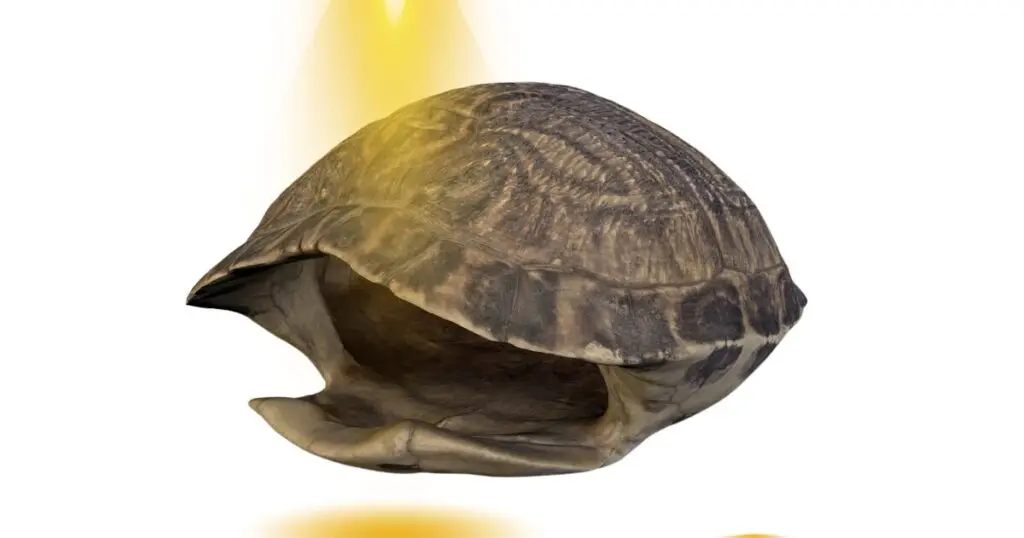 Turtle shell