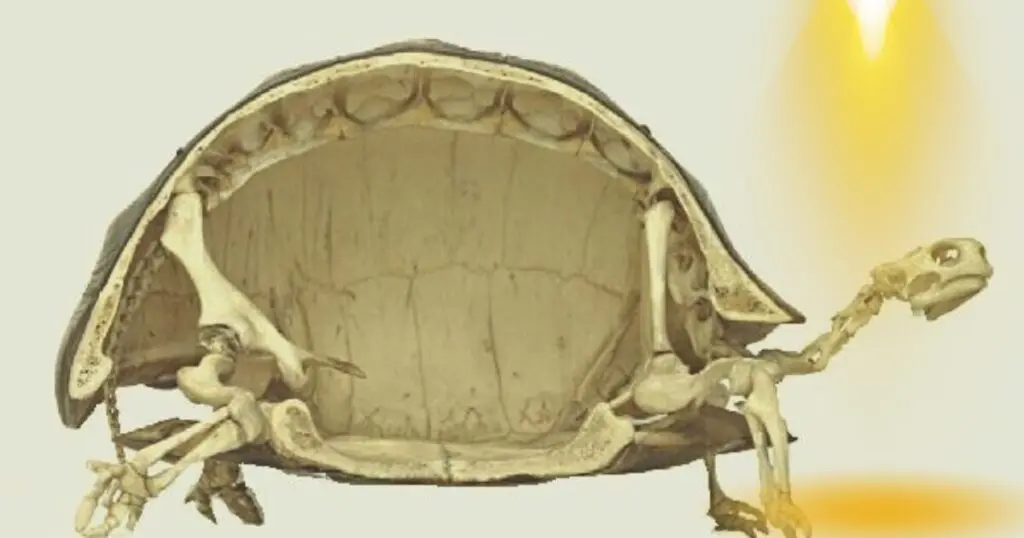 Turtles shell x-ray