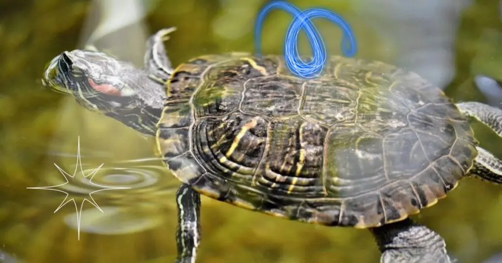 red-eared slider swimming