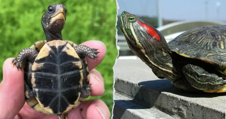 red-eared slider vs box turtle comparison